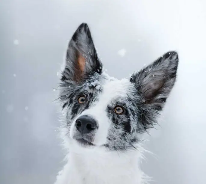 Border Collie in snow, part of the Candor Vets brand identity